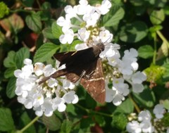 Spicauda teleus