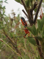 Poecilobdallus formosus
