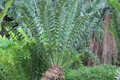Encephalartos arenarius