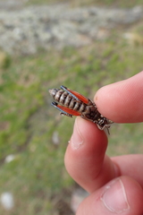 Cophopodisma pyrenaea