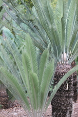 Dioon califanoi
