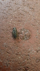 Physeema quadricincta