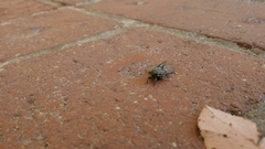 Physeema quadricincta