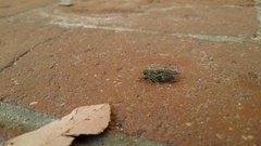 Physeema quadricincta