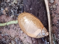 Succinea putris