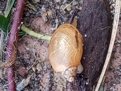 Succinea putris