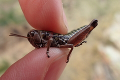 Cophopodisma pyrenaea