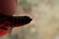 Cophopodisma pyrenaea