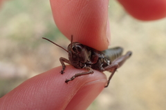 Cophopodisma pyrenaea