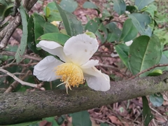 Camellia sinensis