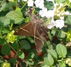 Spicauda teleus