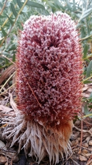 Banksia blechnifolia