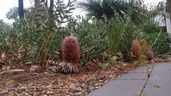 Banksia blechnifolia