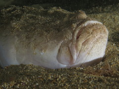 Uranoscopus scaber