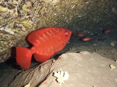 Heteropriacanthus fulgens