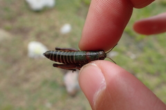 Cophopodisma pyrenaea