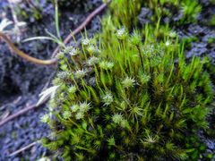 Campylopus umbellatus