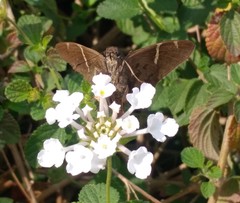 Spicauda teleus