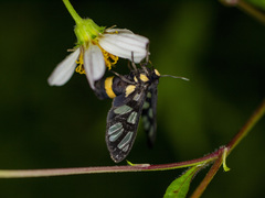 Amata sperbius