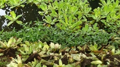 Pistia stratiotes