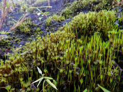 Campylopus umbellatus