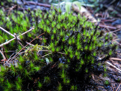 Campylopus umbellatus