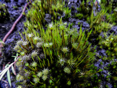 Campylopus umbellatus