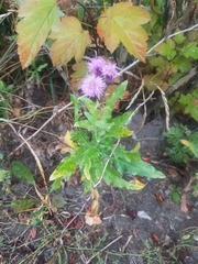 Cirsium arvense