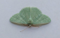 Phaiogramma faustinata