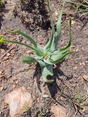 Ledebouria inquinata