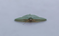 Phaiogramma faustinata