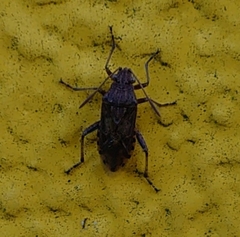 Stictopleurus abutilon