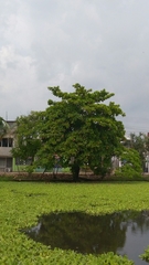 Terminalia catappa