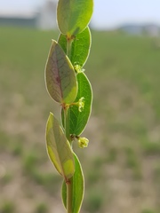 Phyllanthus parvulus