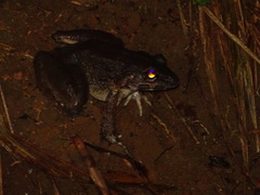 Limnonectes macrodon