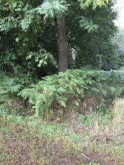 Pteridium aquilinum