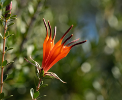 Lambertia inermis
