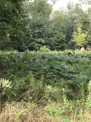 Pteridium aquilinum