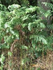 Pteridium aquilinum