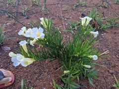 Anemopaegma arvense