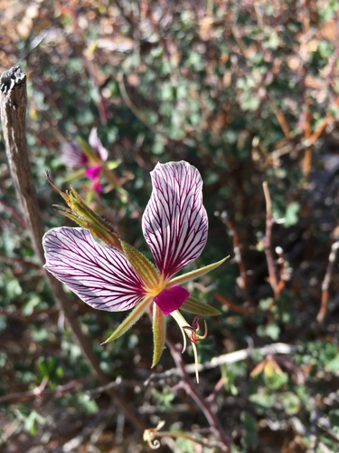 Image of Pelargonium praemorsum by (c) Caroline Voget, some rights reserved (CC BY)