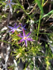 Calectasia narragara