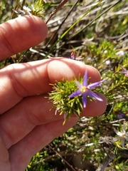 Calectasia narragara