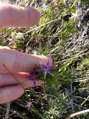 Calectasia narragara