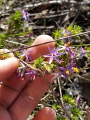 Calectasia narragara