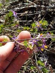 Calectasia narragara