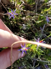 Calectasia narragara