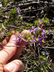 Calectasia narragara