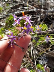Calectasia narragara