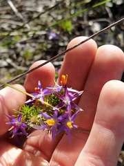 Calectasia narragara